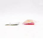 Orb Curiosities Taba-Licious Scallop Seashells - Pink and Orange